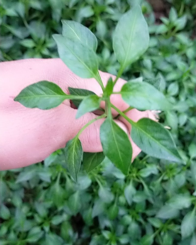 青椒苗.尖椒苗（皮薄）欢迎选购