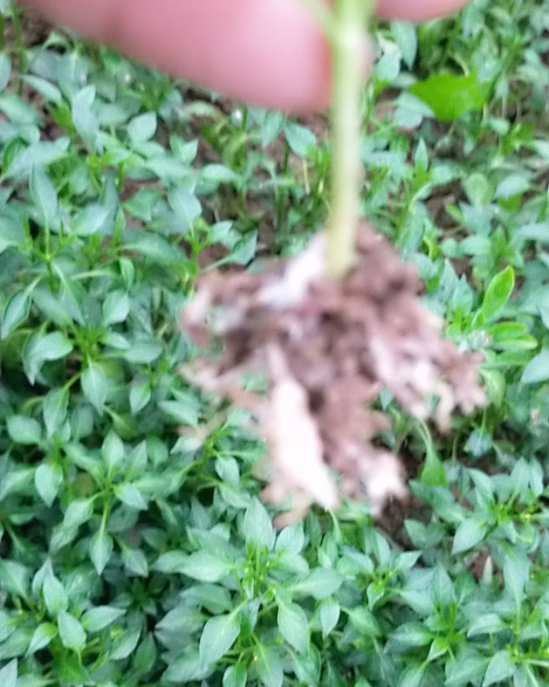青椒苗.尖椒苗（皮薄）欢迎选购