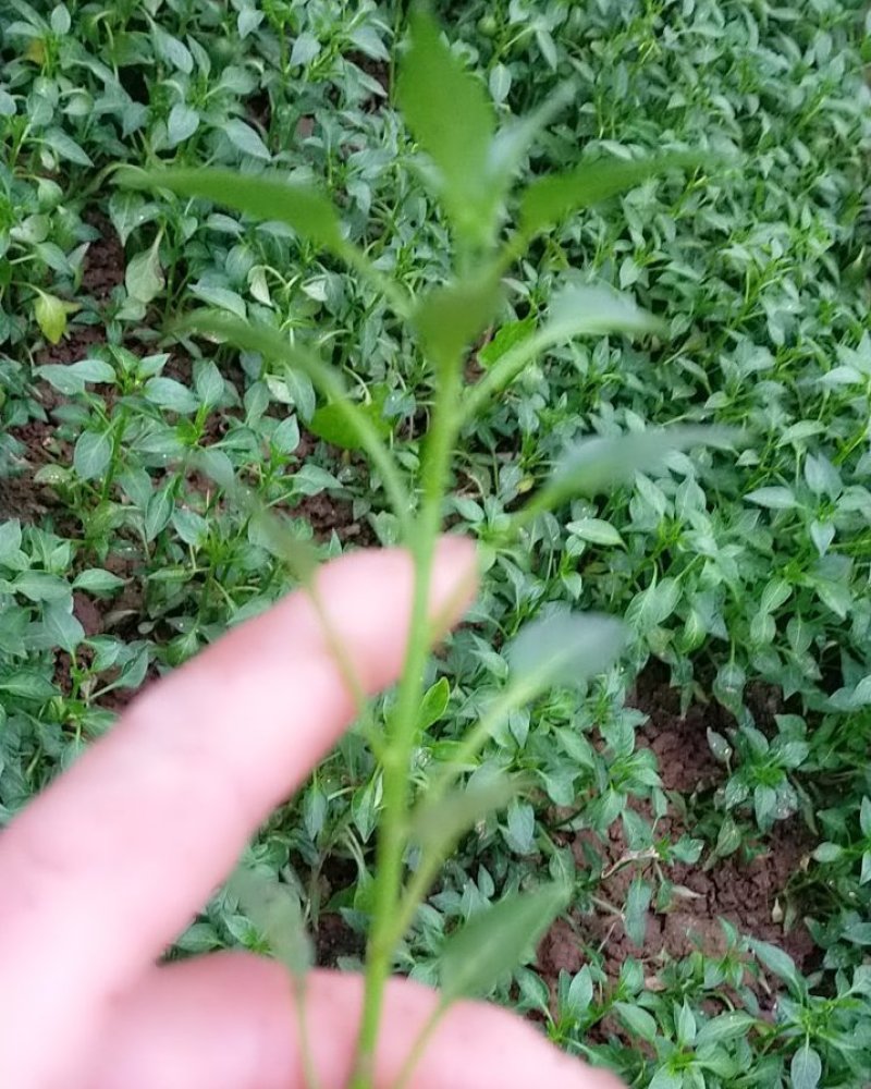 青椒苗.尖椒苗（皮薄）欢迎选购