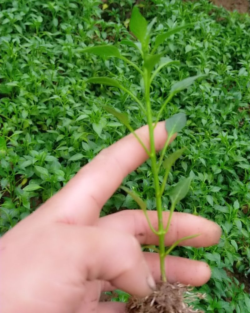 青椒苗.尖椒苗（皮薄）欢迎选购