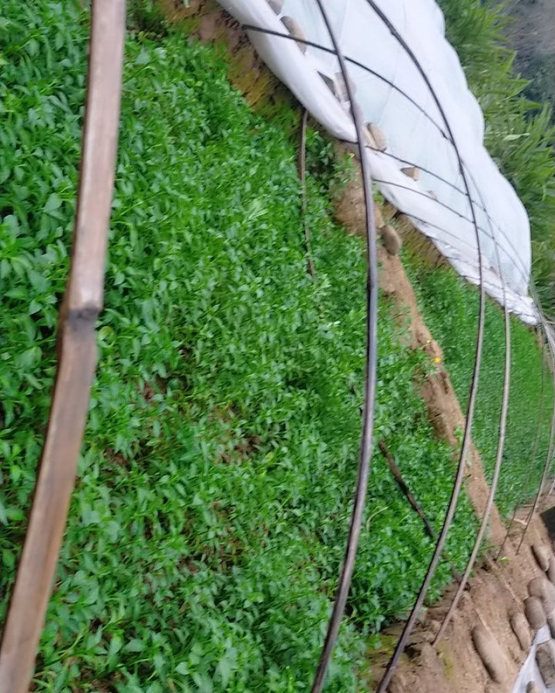 青椒苗.尖椒苗（皮薄）欢迎选购