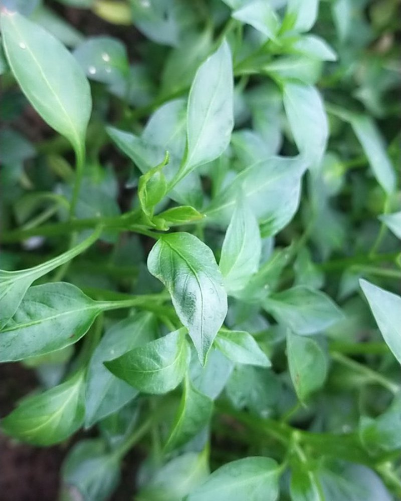 青椒苗.尖椒苗（皮薄）欢迎选购