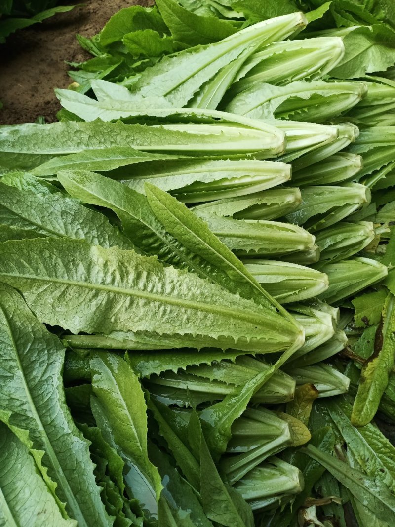【优选】河北邯郸精品油麦菜产地直发一手货源价格优惠