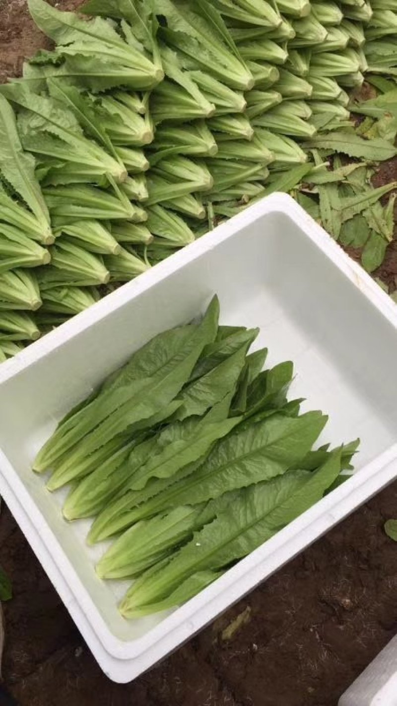 【优选】河北邯郸精品油麦菜产地直发一手货源价格优惠