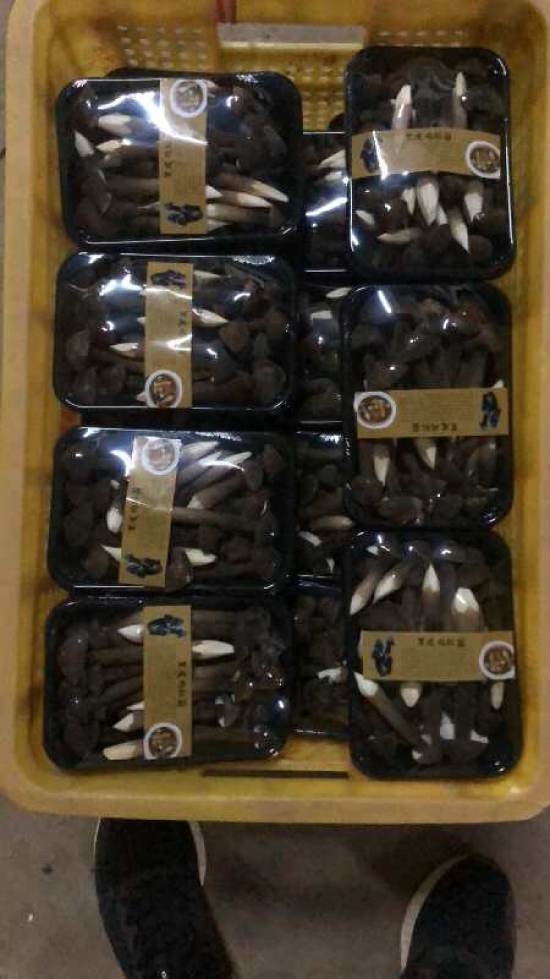 黑皮鸡枞
