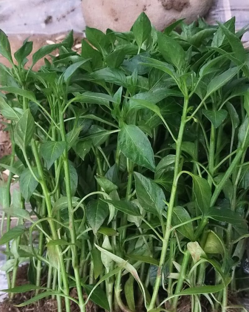 青椒苗.尖椒苗（皮薄）欢迎选购