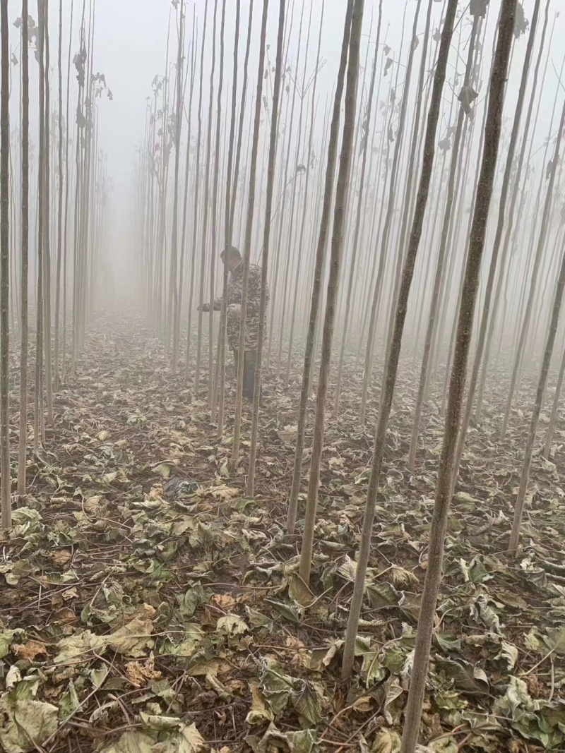 3公分精品楸树大量出货中