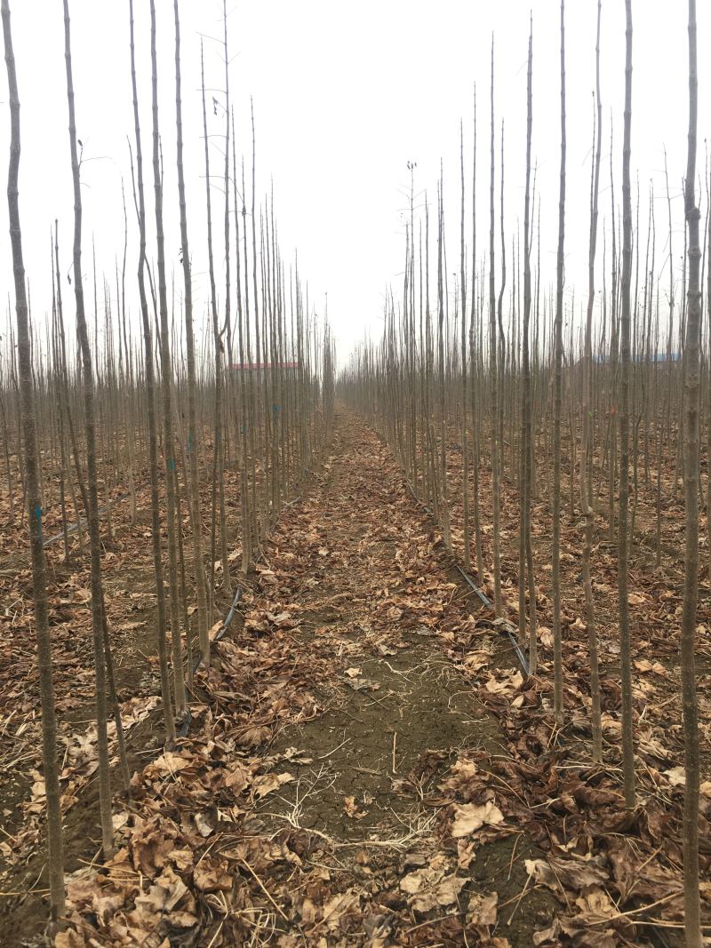 3公分精品楸树大量出货中
