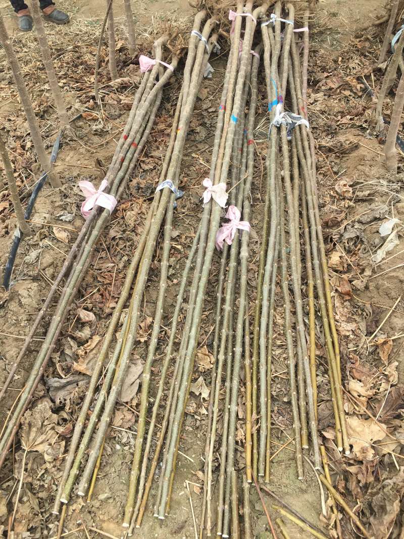 3公分精品楸树大量出货中