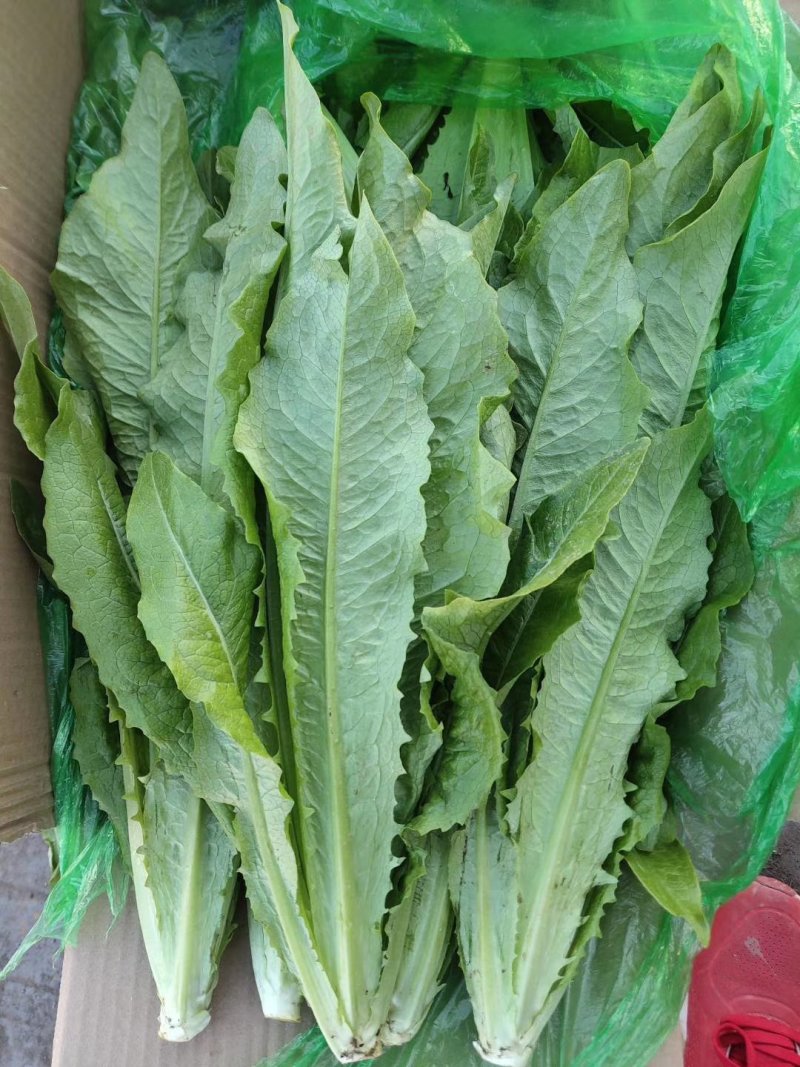 【优选】河北邯郸精品油麦菜产地直发一手货源价格优惠