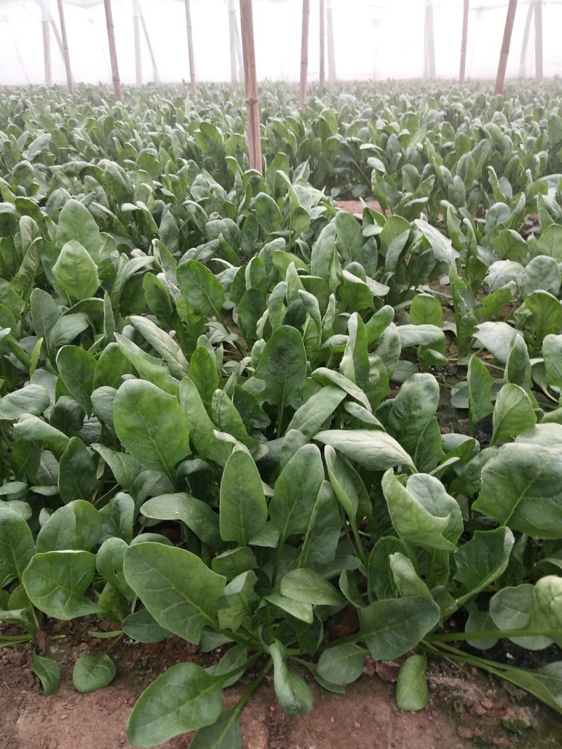 菠菜一级大量现货，基地直供