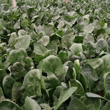 菠菜一级大量现货，基地直供