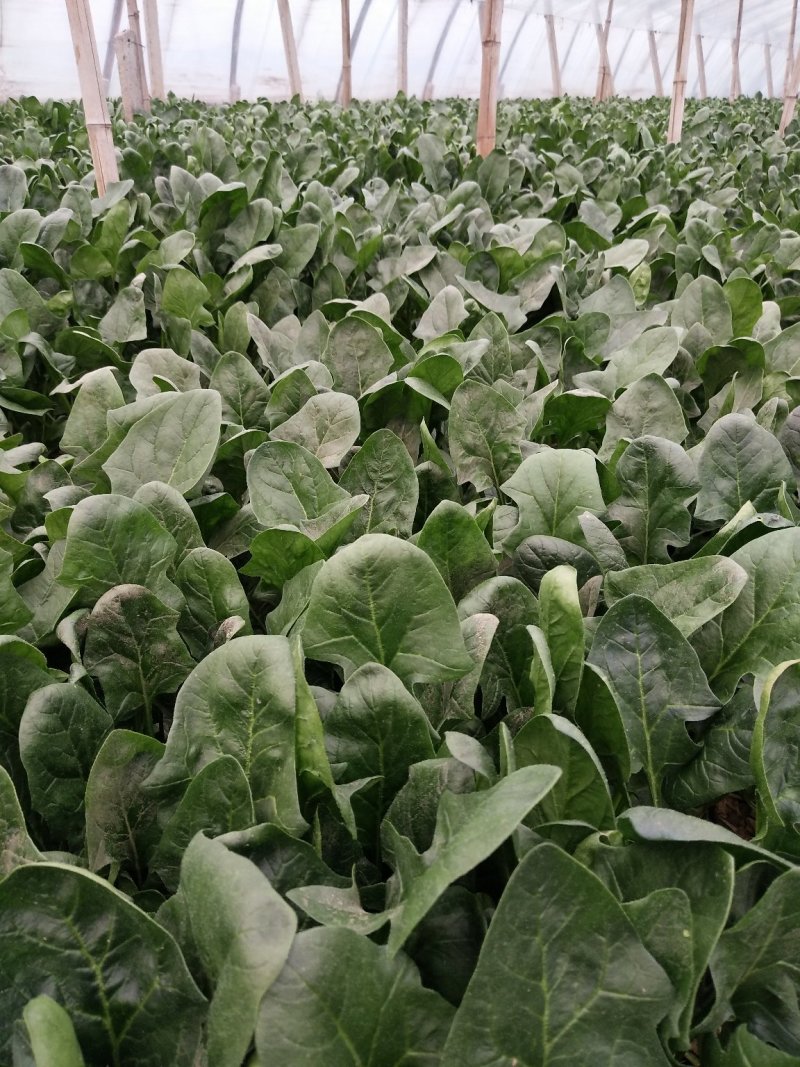 菠菜一级大量现货，基地直供