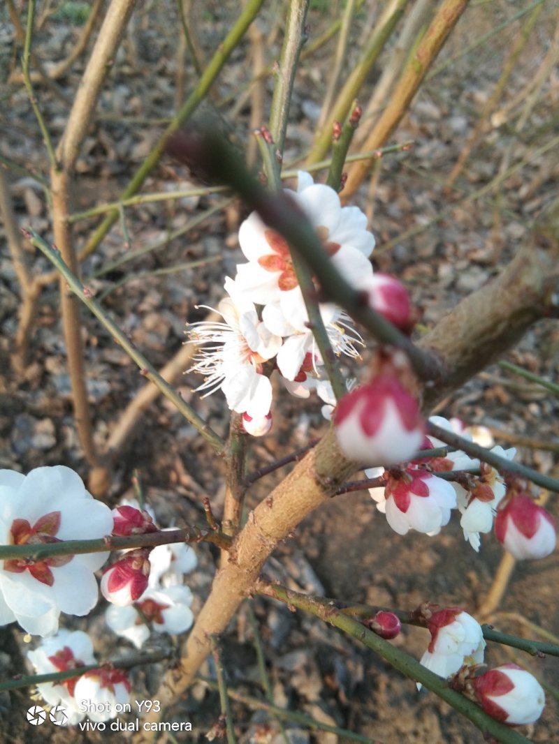 红梅，绿梅，宫粉，龙游，自家基地一手货源量大从优