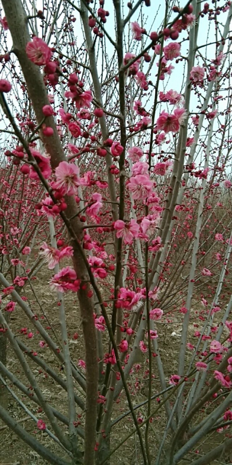 红梅，绿梅，宫粉，龙游，自家基地一手货源量大从优