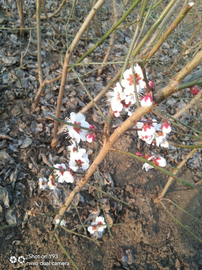 红梅，绿梅，宫粉，龙游，自家基地一手货源量大从优