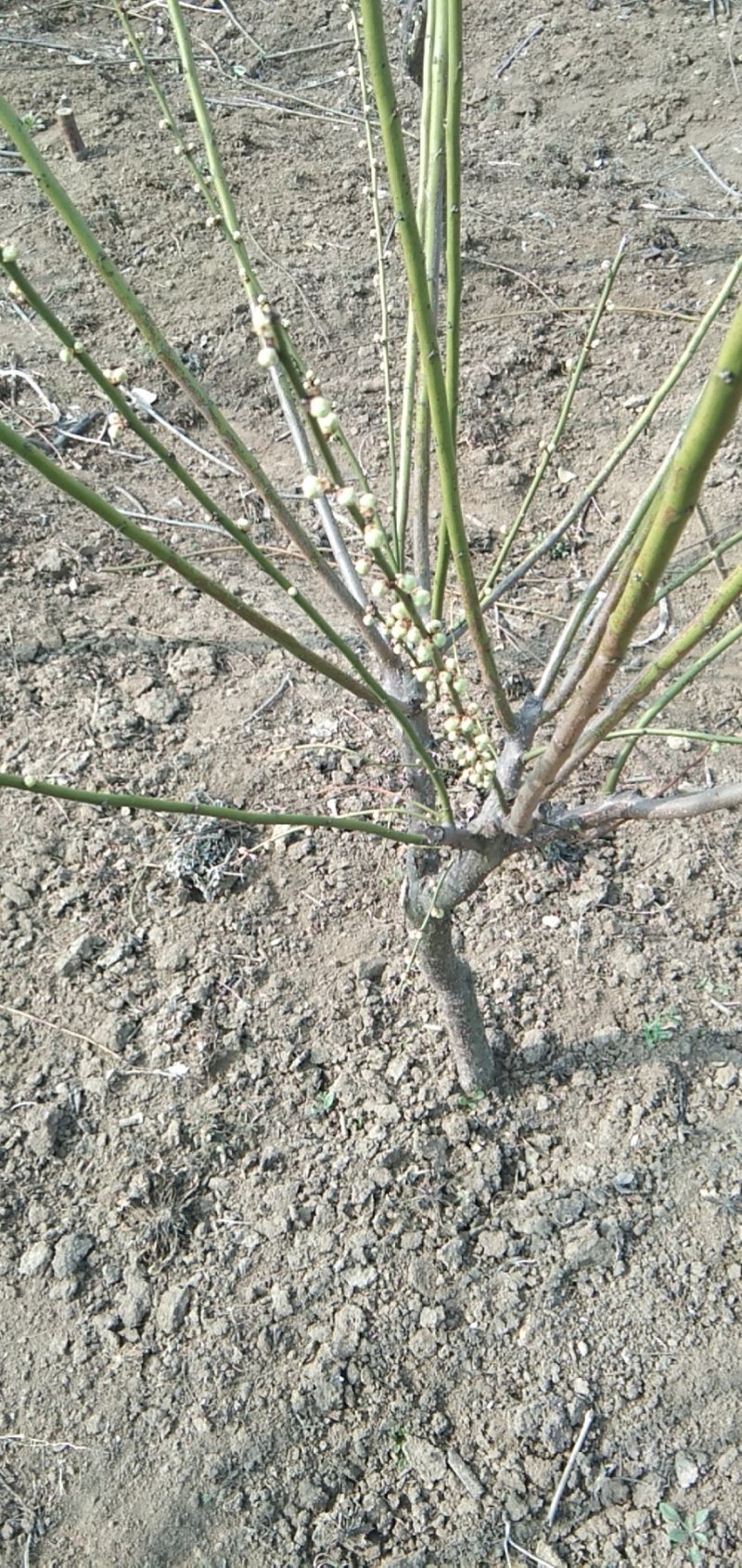 红梅，绿梅，宫粉，龙游，自家基地一手货源量大从优