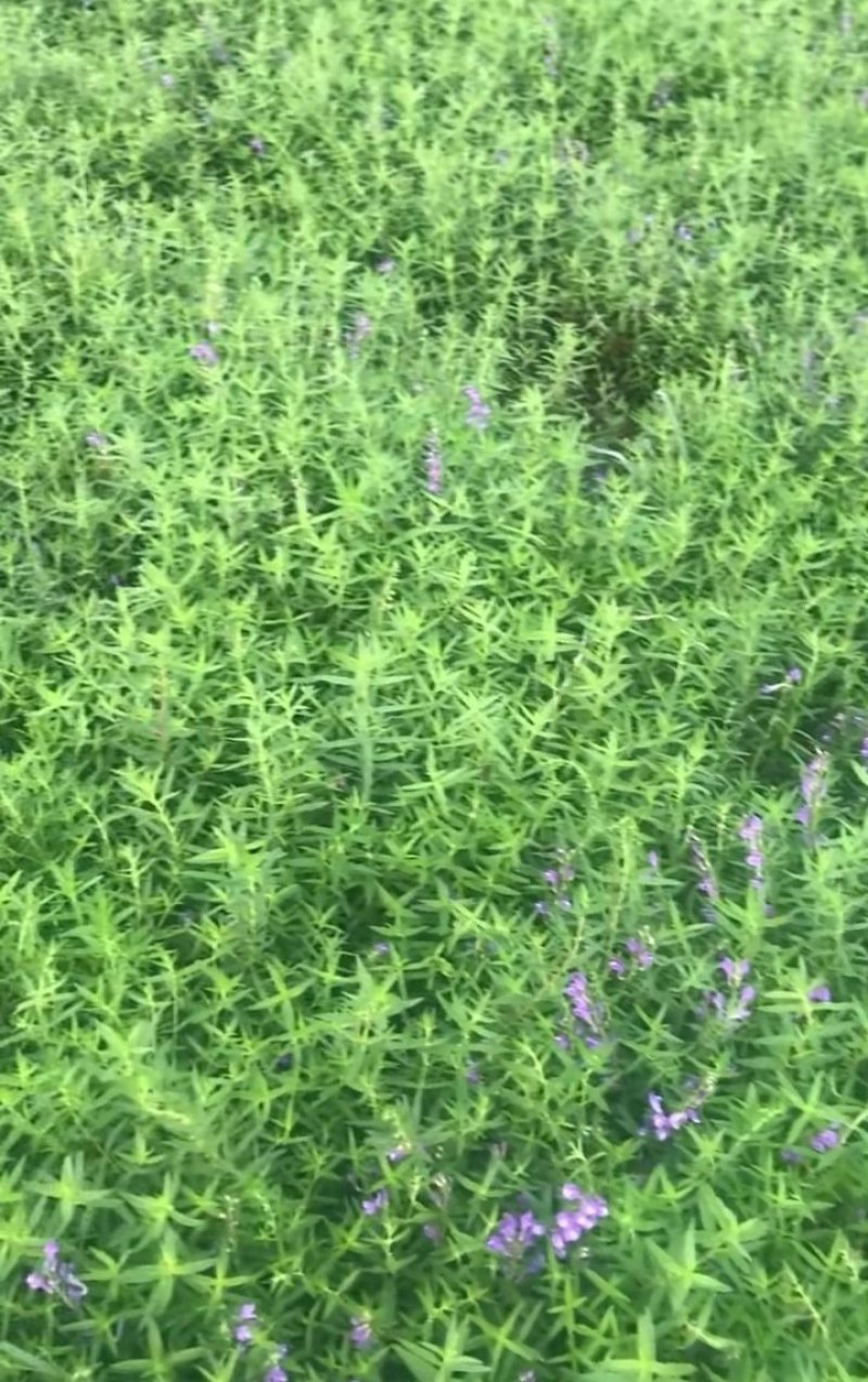 黄芩苗