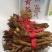 黄芩种子