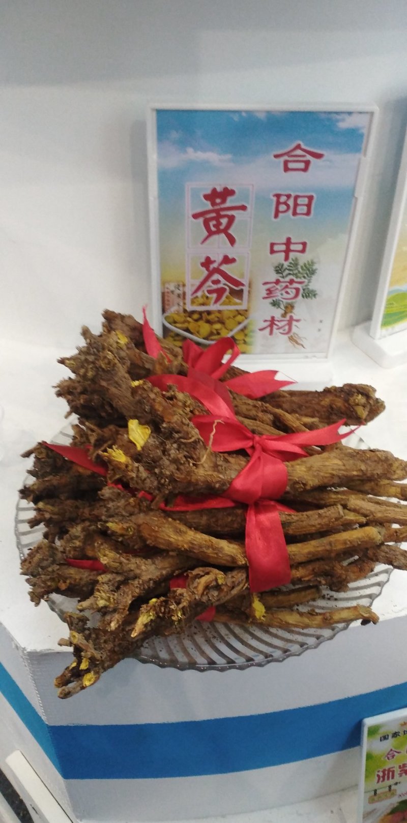 黄芩种子