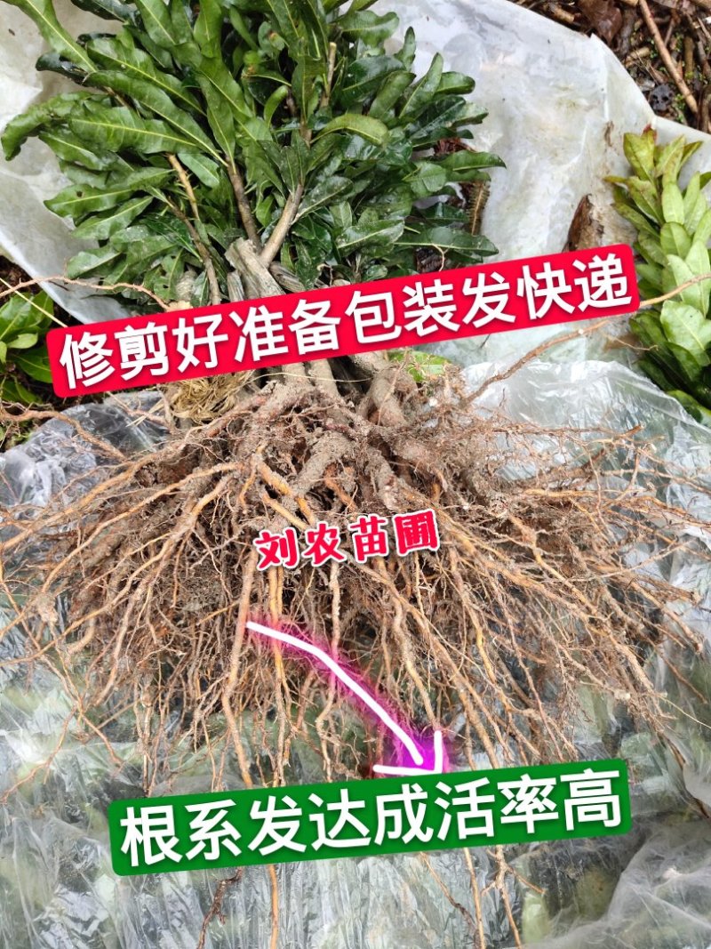 杨梅苗(台梅苗)(黑瑞林)杨梅苗嫁接南方杨梅苗