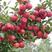 苹果树苗（黑钻，红富士，糖心，皇冠，红肉）包品种包活