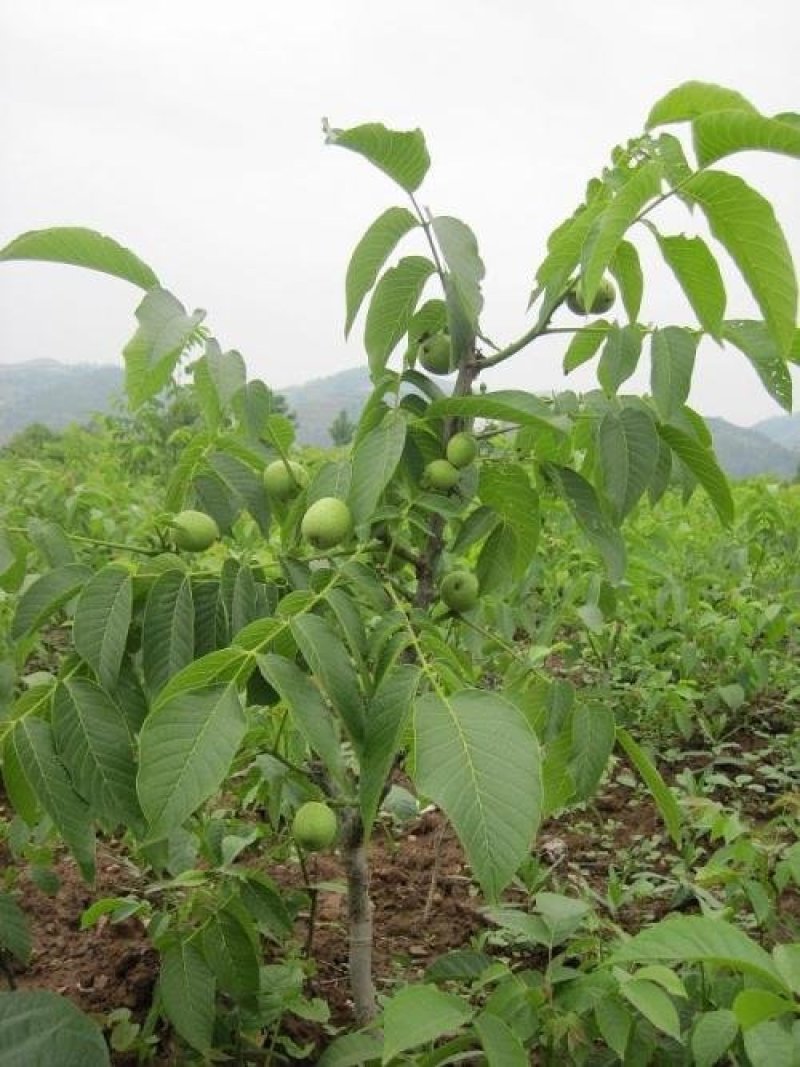 核桃苗（全国各地，均可种植，好养易活）