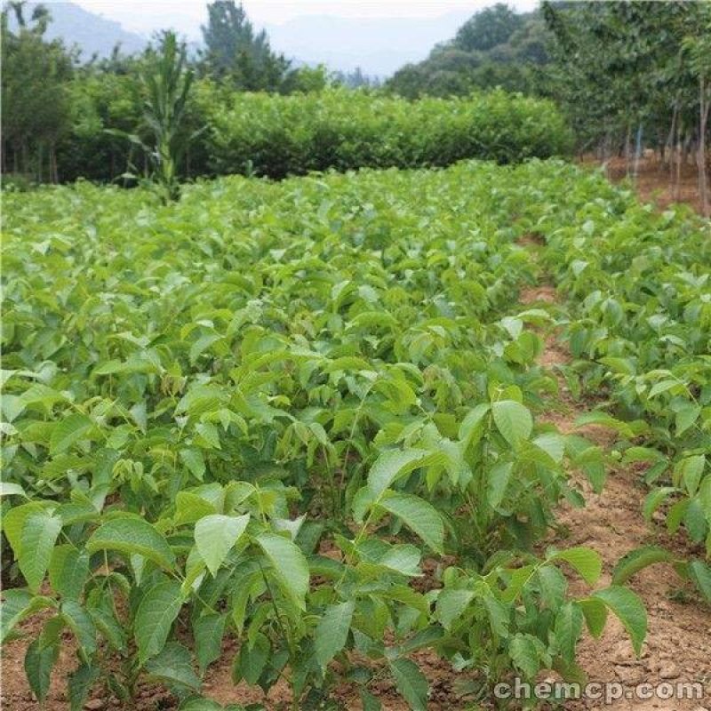 核桃苗（全国各地，均可种植，好养易活）