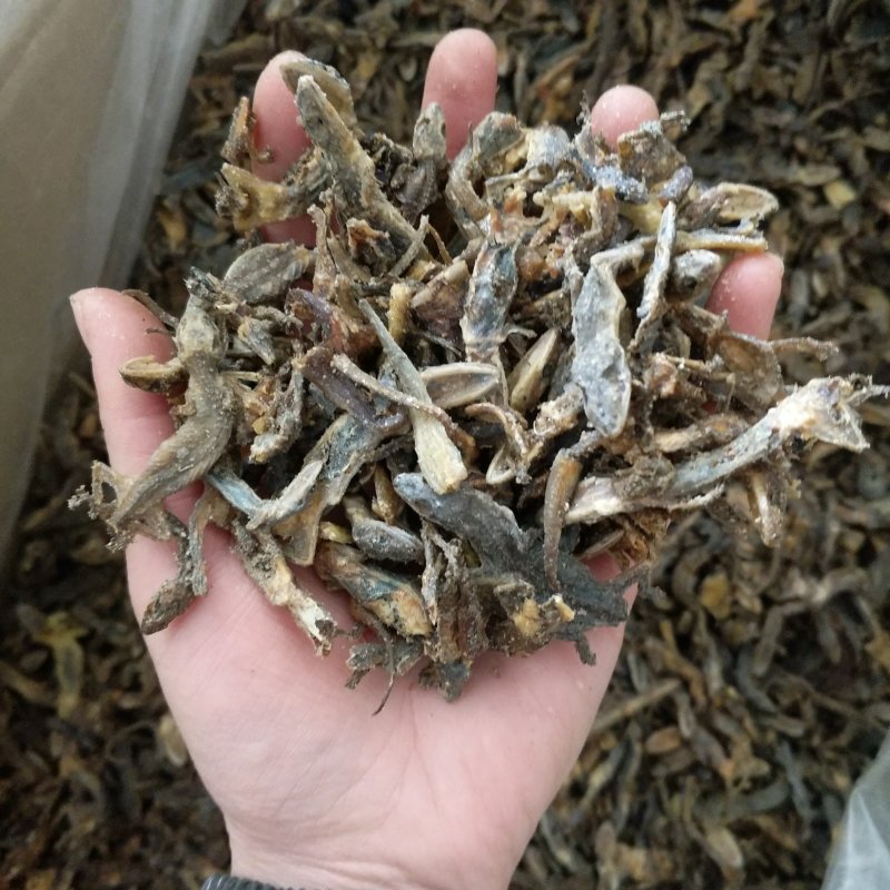 壁虎振兴药材批发供应天龙壁虎规格齐全
