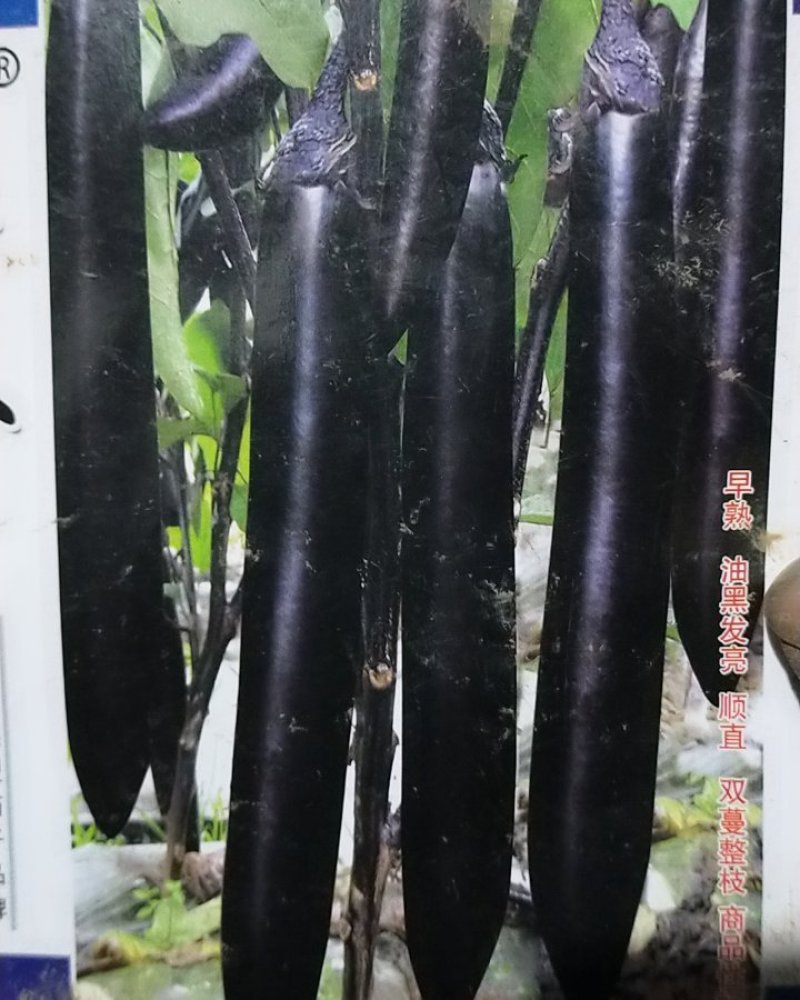 长茄子秧，牛角茄秧，黑美人，黑又长