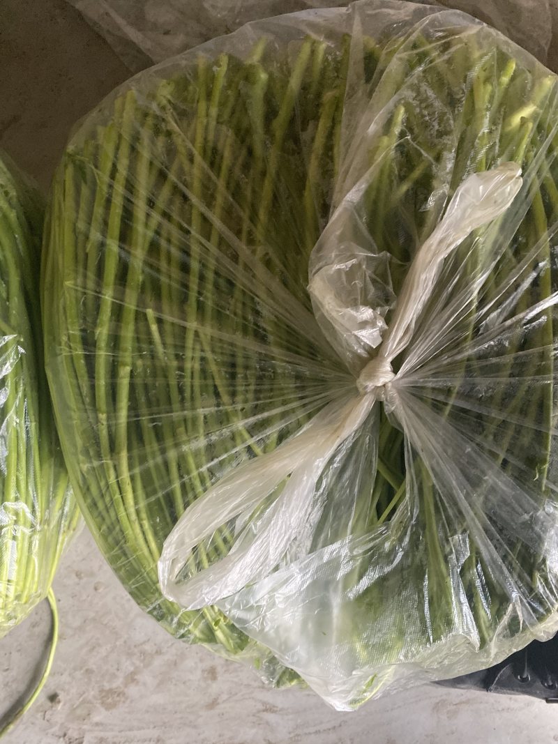 精品净蒿大量出产！产品佳！持续供货