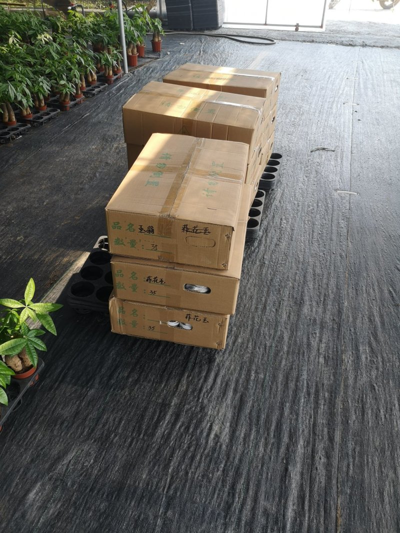 袖珍椰子福建基地批发价销售一手货源整箱销售