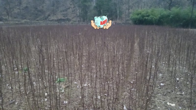 陕西韩城纯种大红袍花椒苗