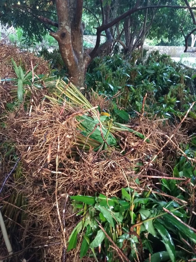 出售纯正优质阳春特产春砂仁苗I至2年苗，