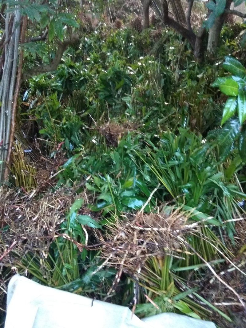 出售纯正优质阳春特产春砂仁苗I至2年苗，