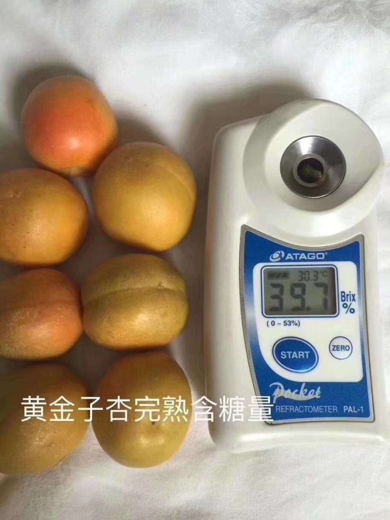 黄金子杏