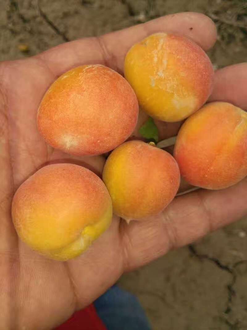 黄金子杏