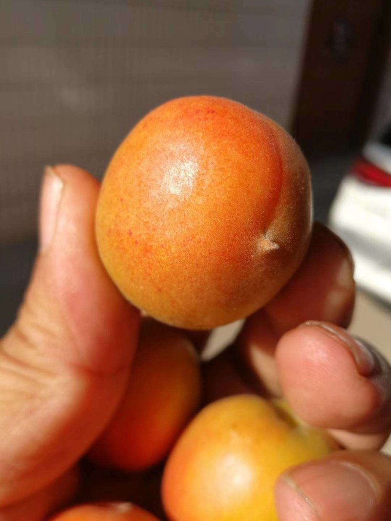 黄金子杏