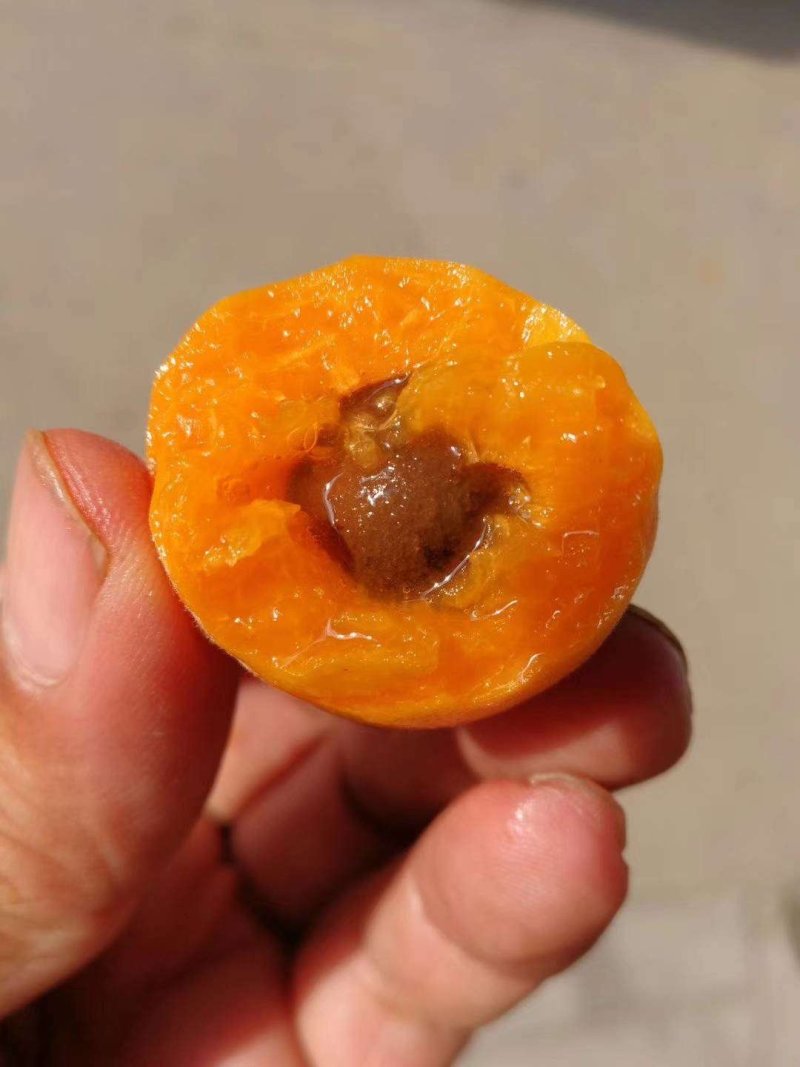黄金子杏