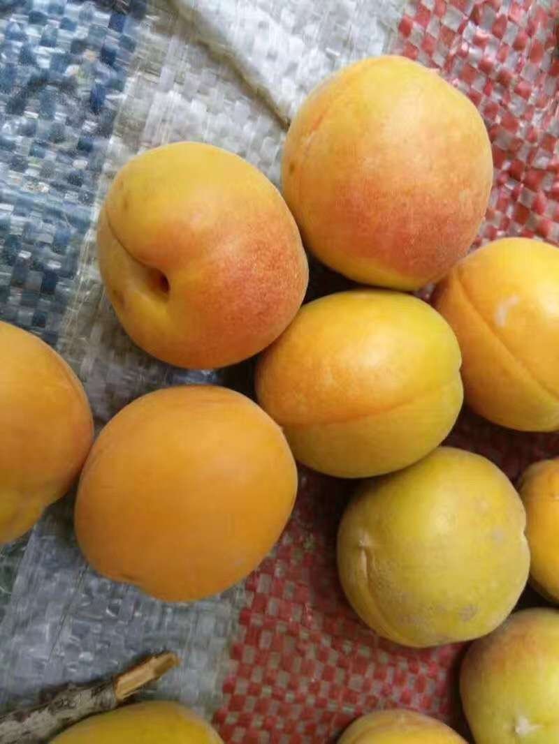 黄金子杏