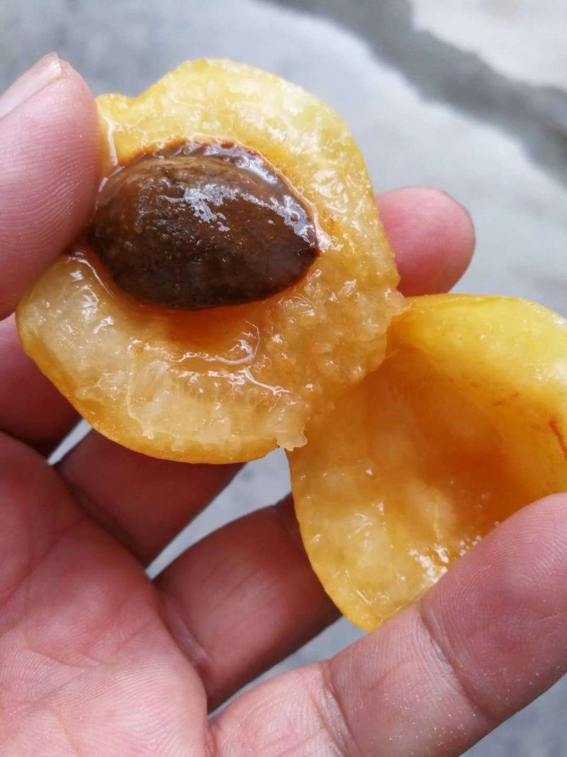 黄金子杏