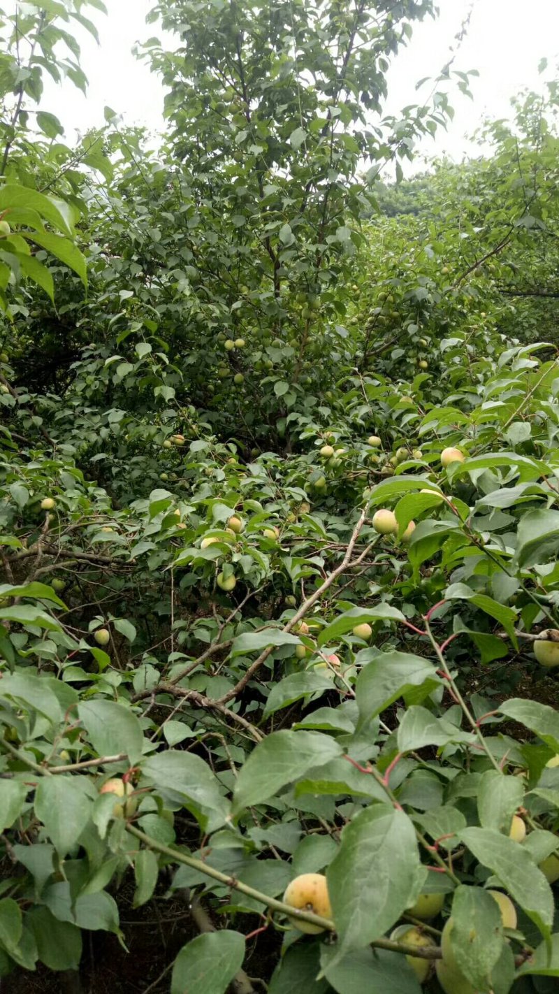 梅子四川青梅红梅果色靓丽规格齐全果形漂亮耐运输按需分拣打包