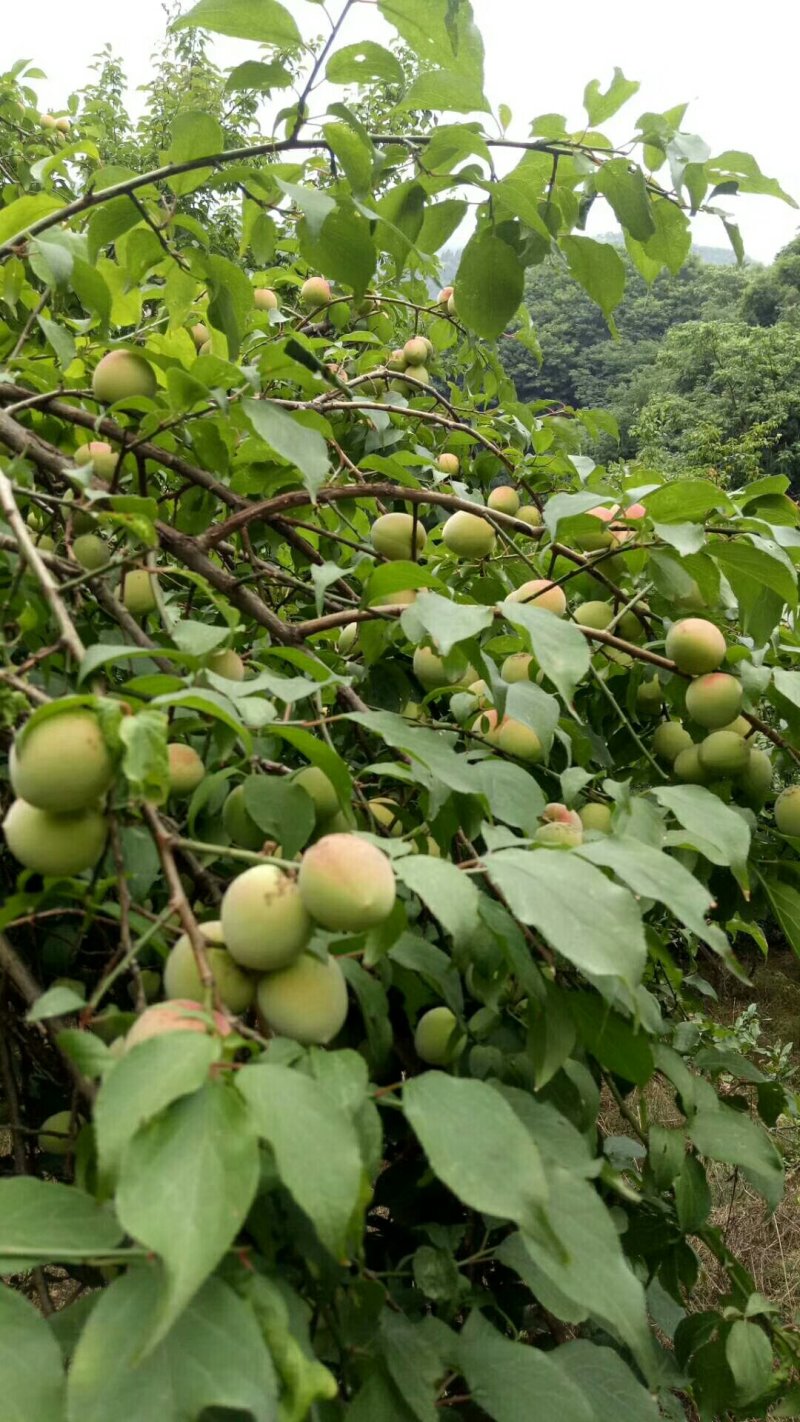 梅子四川青梅红梅果色靓丽规格齐全果形漂亮耐运输按需分拣打包
