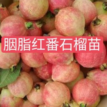 胭脂红，番石榴苗。种植当年结果