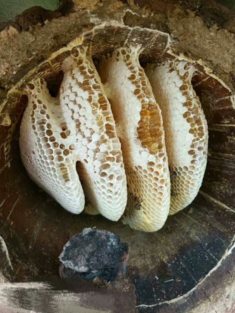 野生蜂蜜需要联系我哦