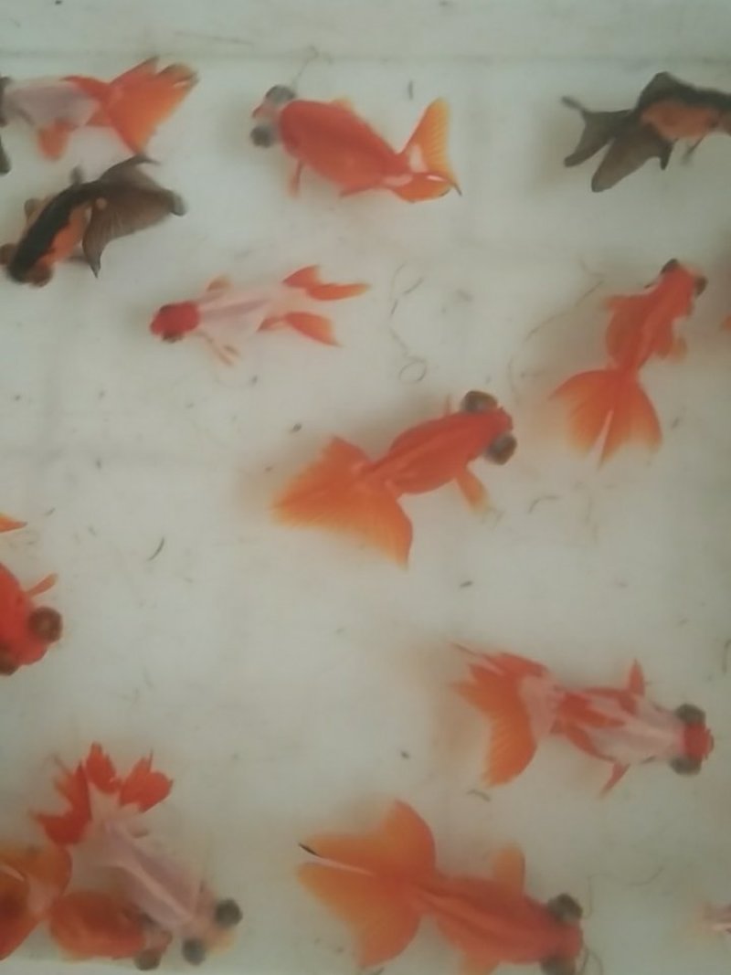 蝶尾