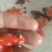 蝶尾