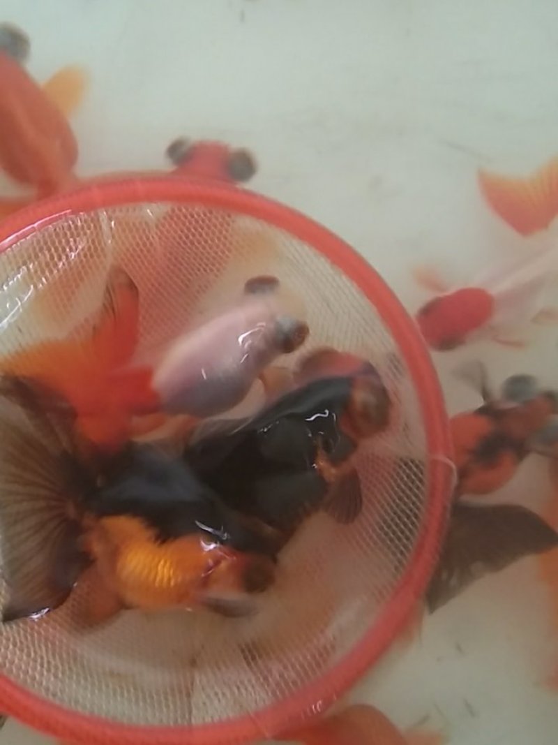 蝶尾