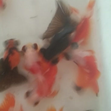 蝶尾