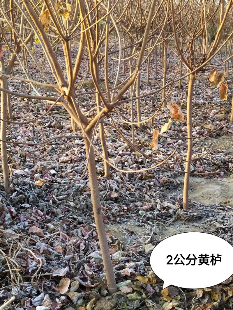 2020-3-15号预售，黄栌2-10公分